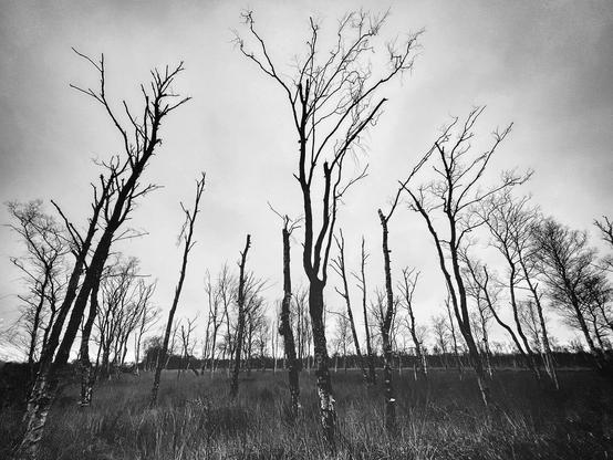 A gloomy b/w photo of several birches in the Everstenmoor, Oldenburg.