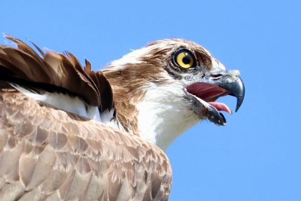A close-up view of an Osprey, tongue visible in open beak.