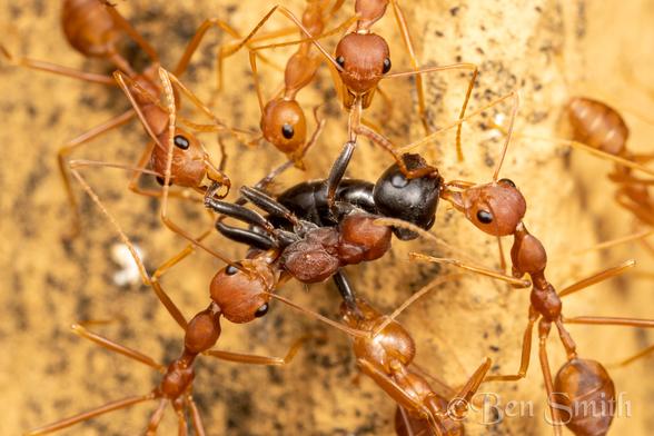 A group of large mandibled ants are carying a larger ant up a wall. An ant has ahold of nearly all its legs, an antenna, and its waist. One of the attacking ants is hanging by its jaws that are latched onto the other ants leg.