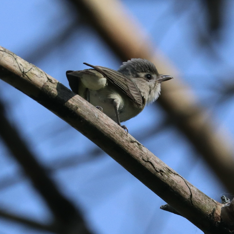 A Warbling Vireo perched on a branch, showing various shades of grey against a mostly blue background.