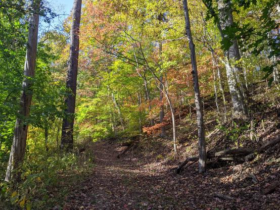 Photo of one of the paths we took. Leaves are on the ground. Trees with pretty fall foliage surround the path on both sides. 10/21/2024.