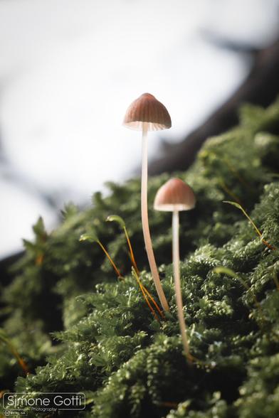 A macro photo of two tiny mushroom on green moss.
