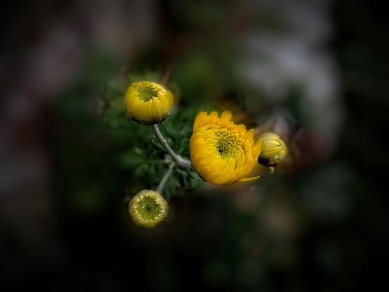 Yellow chrysanthemums. (Blur)
#awesome_nature #awesome_naturepics #Blackside #blur_background #CloseUp #chrysantemums #Flower #FlowerHead #Freshness #FrontView #Growth  #Nature #Outdoors #Plant #podium_macro #Repost #Snap_allnature #Snap_colours #Snap_community #Snap_edit #Snap_flowers #Snap_gardening #Snap_macro #Yellow