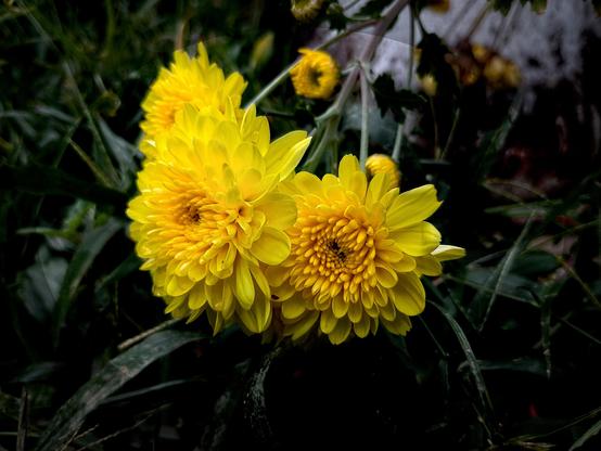 Bright yellow chrysanthemums.
#awesome_nature #awesome_naturepics #Blackside #blur_background #CloseUp #chrysantemums #Flower #FlowerHead #Freshness #FrontView #Growth  #Nature #Outdoors #Plant #podium_macro #Repost #Snap_allnature #Snap_colours #Snap_community #Snap_edit #Snap_flowers #Snap_gardening #Snap_macro #Yellow