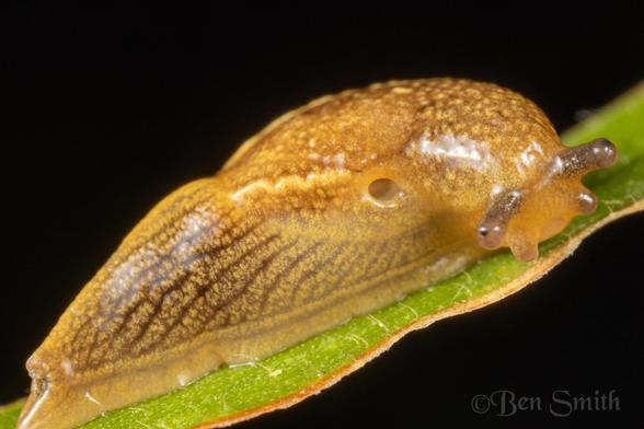 A big brown slug on a green leaf set against a black background. The eyese are on short stalks and a breathing hole is visible on its side