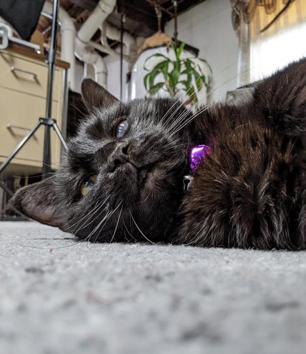 Photo taken in our basement near the fireplace of Morticia, our small black kitty cat. Taken in selfie mode. She got too warm napping by the fireplace so she sprawled out on the floor.