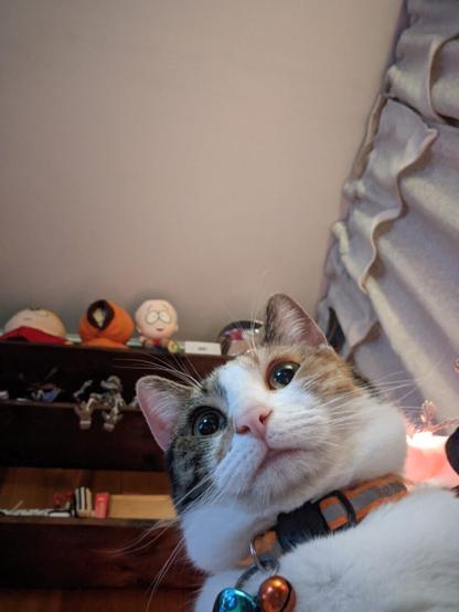 Photo of our young calico cat Ophelia in my game room. Background has some nerd stuff on the shelves, Spawn figures, photos, South Park plushies. Taken in selfie mode. Ophelia has a somewhat vacant but cute look to her face.