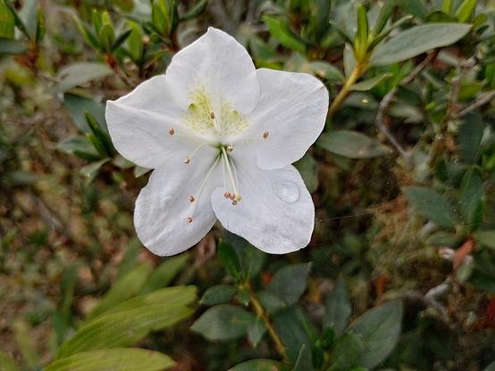 Azalee
#awesome_nature #Blackside #CloseUp #Flower #FlowerHead #fotomasters #Freshness #FrontView #Growth #Inflorescence #Leaf #Nature #Outdoors #Plant #Petal #podium #podium_macro #Snap_allnature #Snap_community #Snap_community_member #Snap_drops #Snap_flowers #Snap_gardening #Snap_dephtoffield #Snap_macro #Vero #verotoghrapy