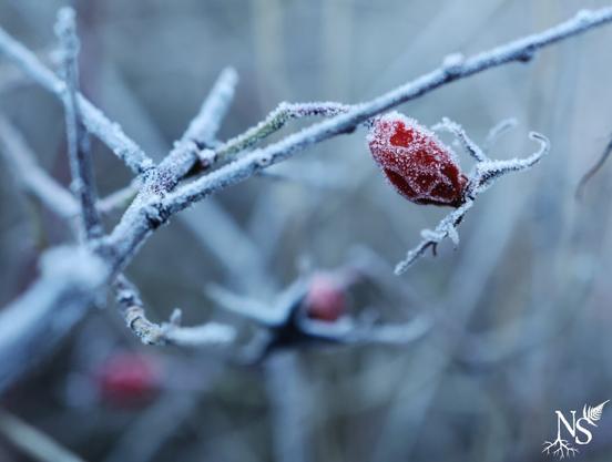 A rose hip (fruit of the wild rose bush) and its branches caught in the frost.
❉
Un cynorhodon (fruit de l’églantier ou rosier sauvage) et ses branches pris dans le givre.