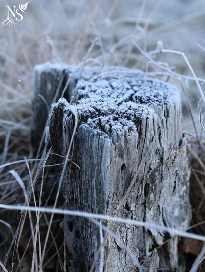 A tree stump covered in frost, as well as grass stems around it.
❉
Une souche d’arbre couverte de givre, de même que des tiges de graminées autour.