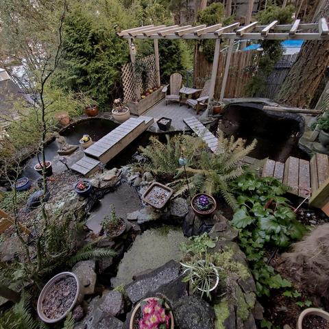 A tranquil garden featuring two small ponds, wooden walkways connecting them, and a seating area with two chairs. Surrounding the ponds are various potted plants and ferns. The area is lush with greenery, creating a peaceful atmosphere.