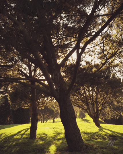 Foto a contraluz de unos árboles en el parque de Monticaño. Sé puede observar la luz que procede de la parte de atrás de los árboles, y un césped con un color verde intenso.