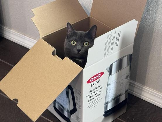 A grey cat in cardboard box with a photograph of a kettle on the side. Writing on the box reads "Oxo Brew" and "Bouilloire électrique sans fil en verre transparent".
