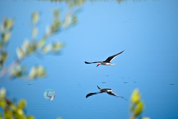 An outdoor, daylight photograph of a bird flying just over the surface of very calm and blue water. The bird has black feathers on the top of its wings and white feathers underneath. It has a black bill with a red strip where it meets the bird’s head.