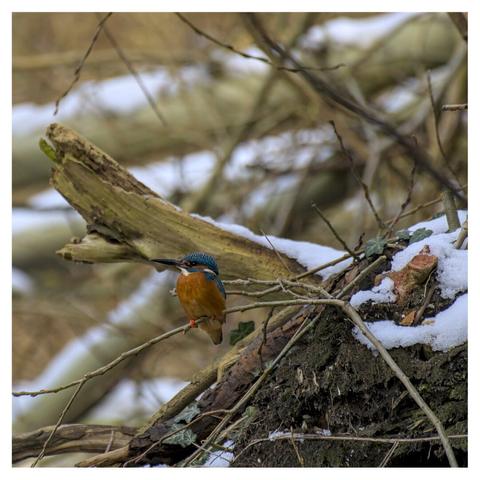 ein eisvogel sitzt auf einem kahlen ast und guckt zur seite, im hintergrund efeu, geäst und schnee