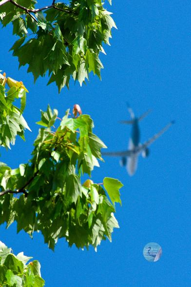 A photograph looking up at the clear blue sky, obscured by some green maple leaves and a Boeing 737 painted white and turquoise flying in the background.