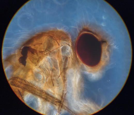 microscope picture showing a partially translucent fruit fly against a pale blue background. It's legs are covered in many little spiky hairs and it has large dark compound eyes.