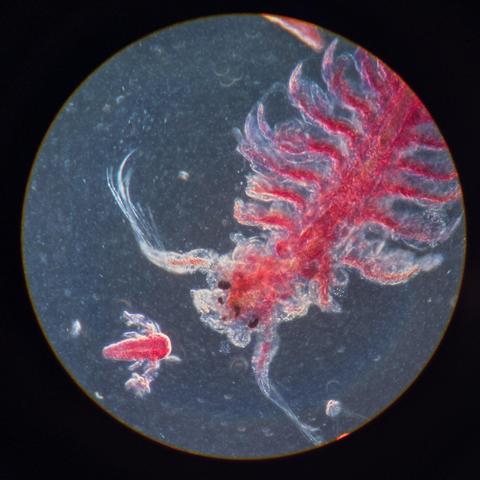 Microscope picture showing a red crustation.  It's a brine shrimp (often sold as Sea-Monekys) with small black eyes and long antennae. Many legs are attached to the side of the body.