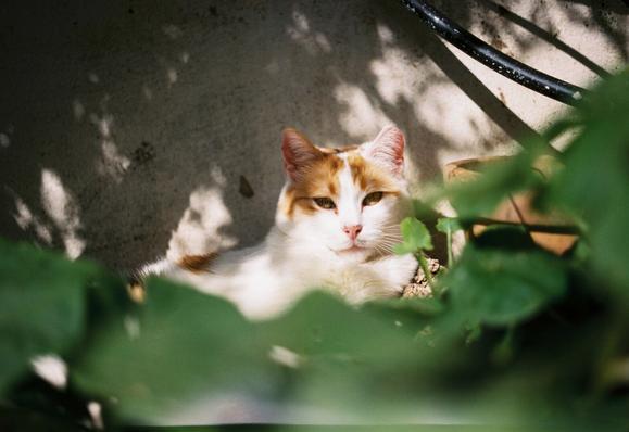 Fotografía horizontal a color de una gata descansando en un arriate. La gata está en el centro de la imagen, y mira directamente a la cámara con una expresión tranquila. Sólo le vemos la cabeza y la parte superior del cuerpo: es casi entera blanca, con manchas grandes naranjas en la cabeza y algunas manchas naranjas y negras en el lomo. La escena entera está iluminada directamente por el sol con sombras de lo que parece vegetación cercana. De hecho, en la parte inferior, desenfocadas y encuadrando la imagen, se ven muchas hojas grandes y redondas, muy verdes. Justo detrás de la gata hay una pared blanca con desconchones, y a su lado se intuye un tiesto grande de barro. En la esquina superior izquierda asoma una rama grande de una planta, y en la esquina superior derecha se ven tubos negros del riego por goteo. En la parte inferior de la imagen se ve superpuesta una mancha deforme blanca que se difumina en los bordes: es una fuga de luz de la cámara. La imagen transmite mucha paz.