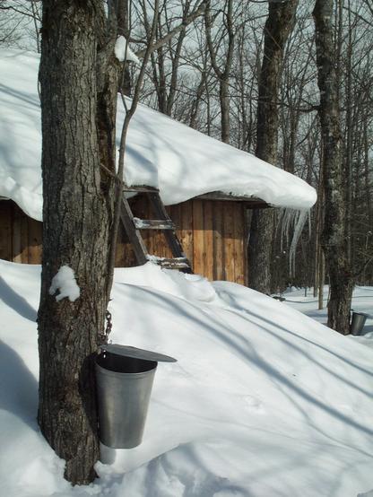 Érable avec chaudière de récupération de l'eau avec cabane et forêt à l'arrière avec neige abondante.