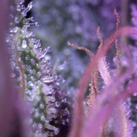 12x micro photograph inside a cannabis flower. Purple trichomes and and pink stigmas.