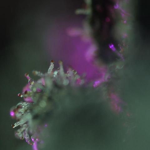 Microphotograph of cannabis trichomes. Magenta light from background, green light in foreground.