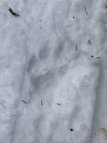 A paw print in deep snow- likely a dog but not yet confirmed