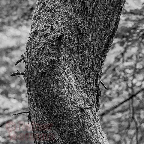 Schwarzweißfotografie im Format 2:5 hochkant.
Sommer. Sonne scheint durch da Blätterdach eines Mischwaldes. Ein Baum hat, im Gegensatz zu allen anderen, keinen runden, sondern flachen und gewundenen Stamm. Gerade so als wäre er um eine unsichtbare Stütze herum gewachsen.
Ausschnitt