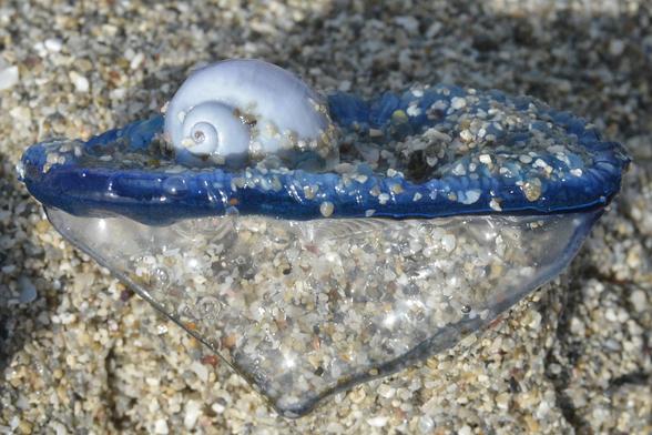 A photo of a small pale purple snail on top of a by-the-wind-sailor on sand.