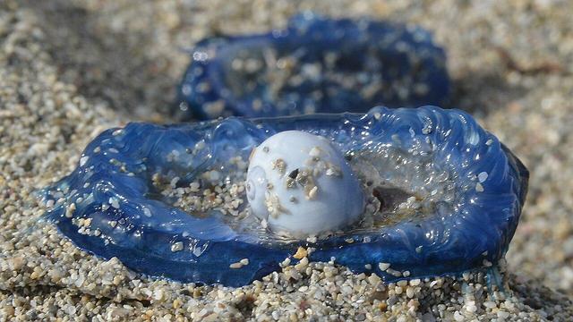 A photo of a small pale purple snail on top of a by-the-wind-sailor on sand.