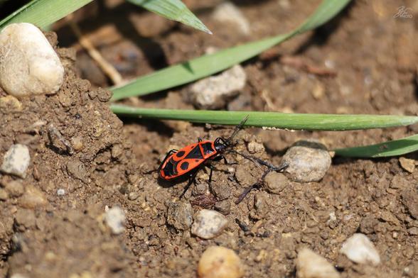 Firebug on Patrol