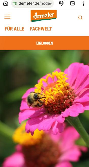 Screenshot Demeter, Honigbiene sitzt nicht an einer für Wildbienen wichtigen Wildpflanze, nein, an einiger Zierpflanze namens Zinnie. 
Dir sind ursprünglich in den USA, Mexiko, Mittel- und Südamerika verbreitet.