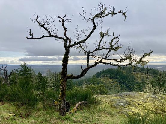 Leafless tree on mountain ridge, looking out over a valley.
