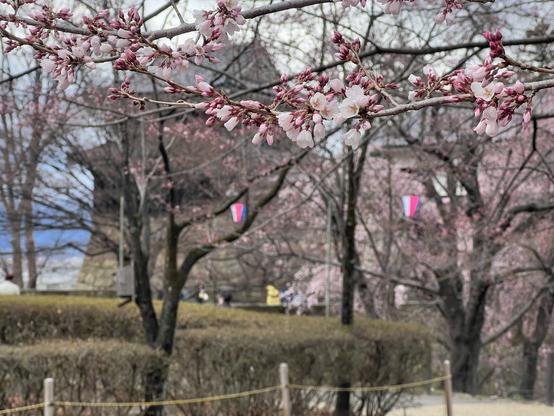 Cherry blossoms in front of gate to Ueda Castle