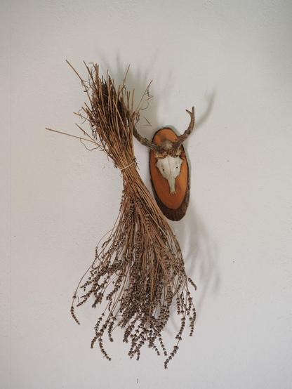 The image shows a mounted animal skull with antlers on a wooden plaque, alongside a bundle of dried plants or herbs hanging on a wall. The skull and antlers give a rustic, decorative appearance.