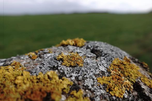 The image shows a close-up of a rock with patches of yellow and gray lichen growing on it. The background is out of focus, showing a grassy field.
