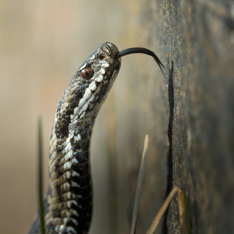 Kyy. Viper.