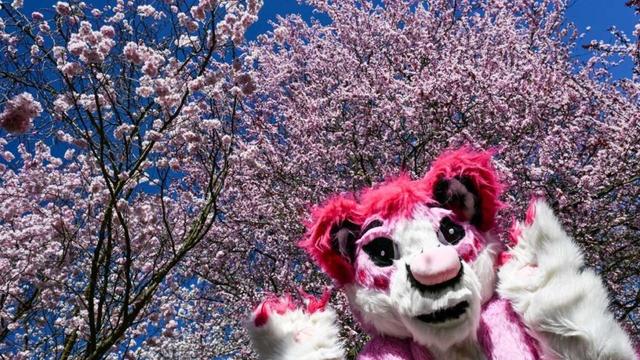 Hanami-Fest in voller Blüte: Kirschblütenzauber und Cosplay in den Gärten der Welt in Berlin