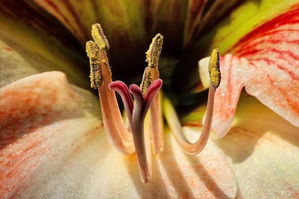 A tightly cropped, macro shot focuses on the reproductive structures at the center of a vibrant amaryllis flower. Three slender, curved filaments rise upwards, each tipped with an elongated, pollen-dusted anther in shades of golden yellow. Nestled amongst these is a thicker, maroon-purple pistil with a three-lobed stigma at its apex. The surrounding petals are a creamy white with bold, feathery streaks of red extending from the center outwards. Hints of yellow and green from deeper within the flower are visible in the blurred background, creating a soft contrast. The lighting highlights the textures of the pollen and the smooth surfaces of the filaments and pistil, emphasizing the intricate details of the flower's reproductive organs.