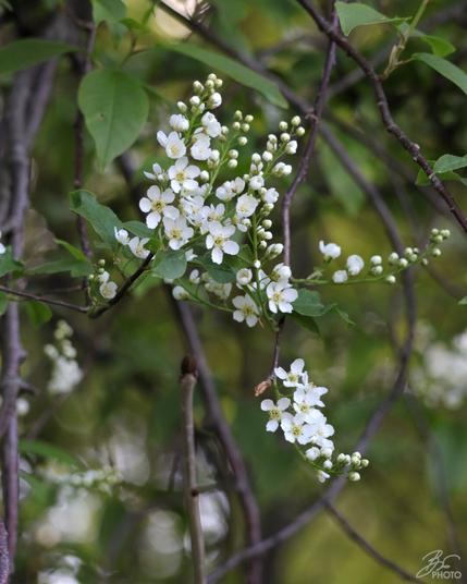 Cluster of White Flowers