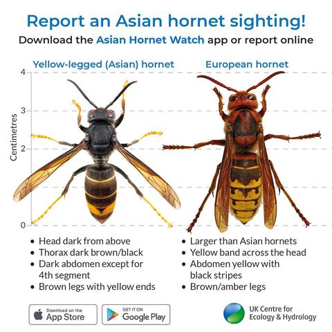 Titled 'Report an Asian hornet sighting!' we see a picture of two hornets side-by-side. The yellow-legged (Asian) hornet is on the left with yellow tipped legs, dark thorax and dark abdomen except for the fourth segment, about 4cm total length. The European hornet is on the right, a slightly larger and bulkier insect, yellow band across the head, abdomen yellow with black stripes and brown/amber legs. Text at the bottom describes these differences and shows adverts to download an app. In the bottom corner is the icon for the UK Centre for Ecology & Hydrology.