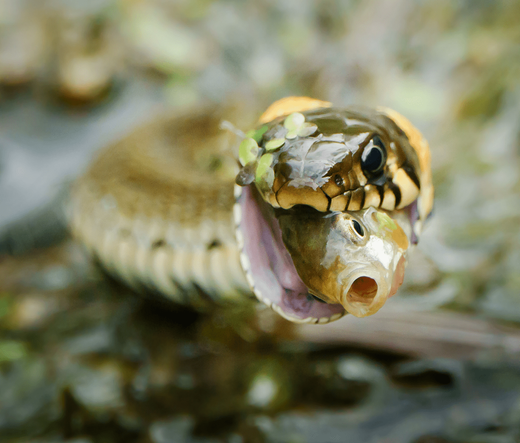 Rantakäärme. Grass snake.