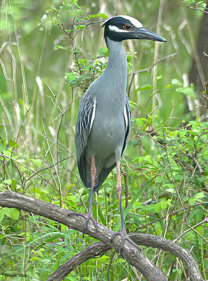 A medium to large heron with gray body, black, gray and white patterned wings, a yellowish crest, white eye under-bar on an otherwise black head.  the bill is medium length and black.  Legs are pinkish suggesting a younger bird.  These birds specialize in hunting crayfish.