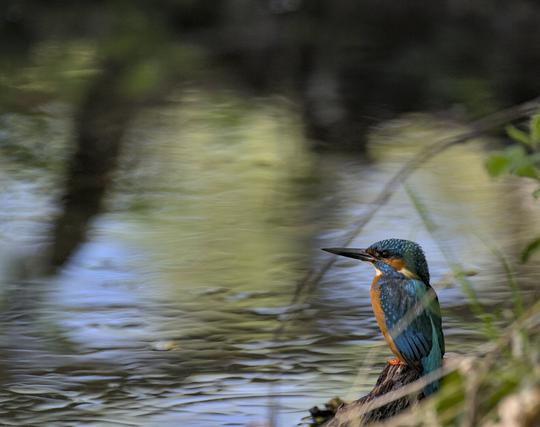 Ein eisvogl sitzt auf einer wurzel direkt am wasser