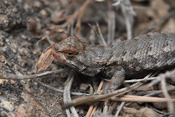 Close up profile view of a lizard's fact highlight with orange scales