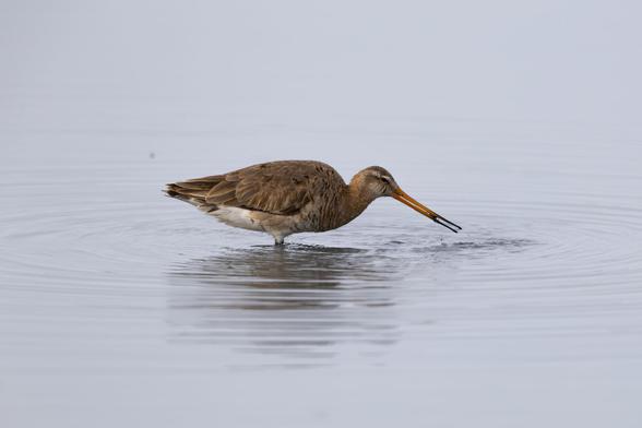 Uferschnepfe im Wasser