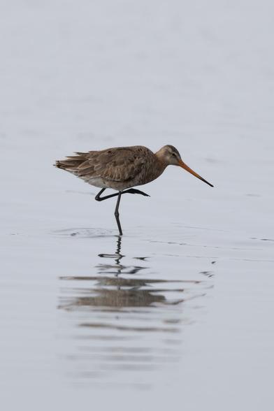 Uferschnepfe im Wasser
