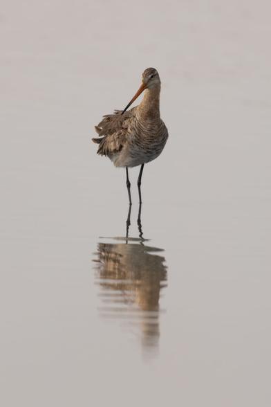 Uferschnepfe im Wasser