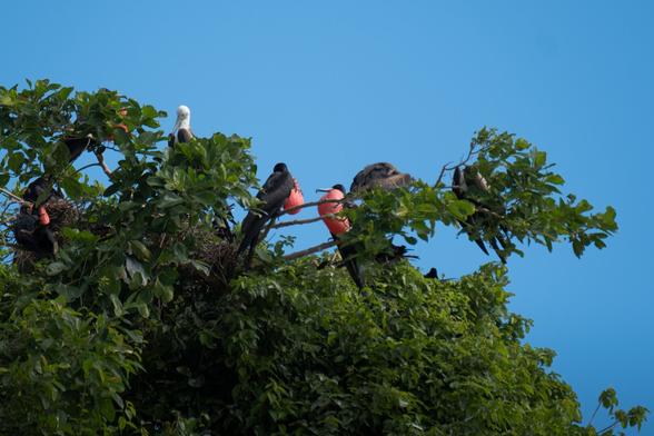 A group of birds perched on branches in a lush tree, against a clear blue sky.Several dark-colored birds have a red gular sac.