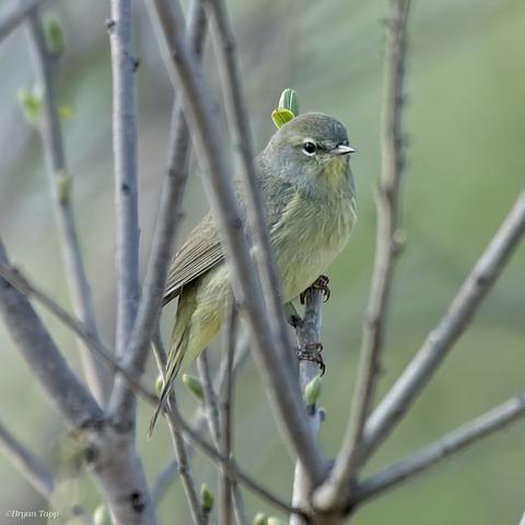 A small, almost nondescript warbler, short bill, bland olive to yellow coloration, with upper and lower crescents and a slight yellow chin.  this is a migrating Orange-crowned Warbler.